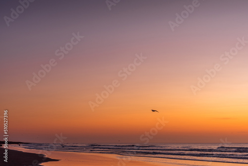 Shadow of a seagull flying at sunrise over the sea in summer © fotosdanielgbueno