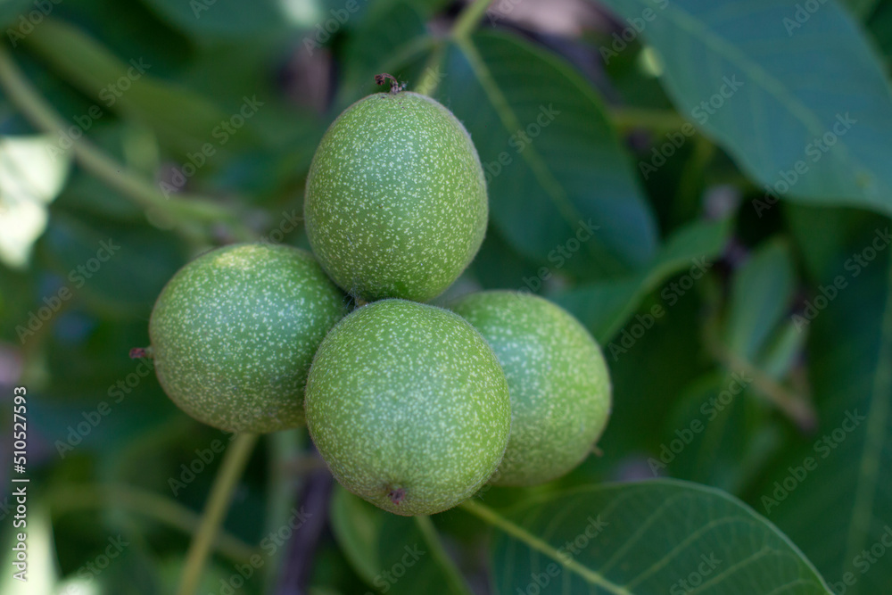 Walnuts on a tree. Green walnuts growing on a tree, close up