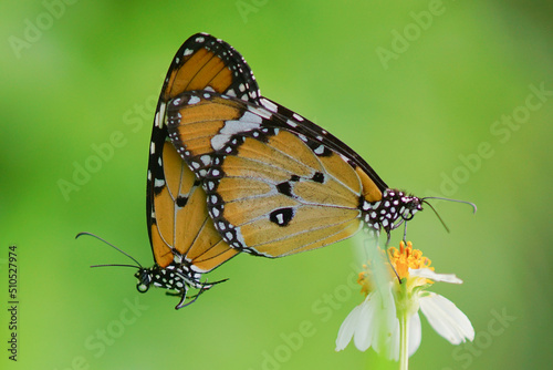 butterflies are mating © andri_priyadi