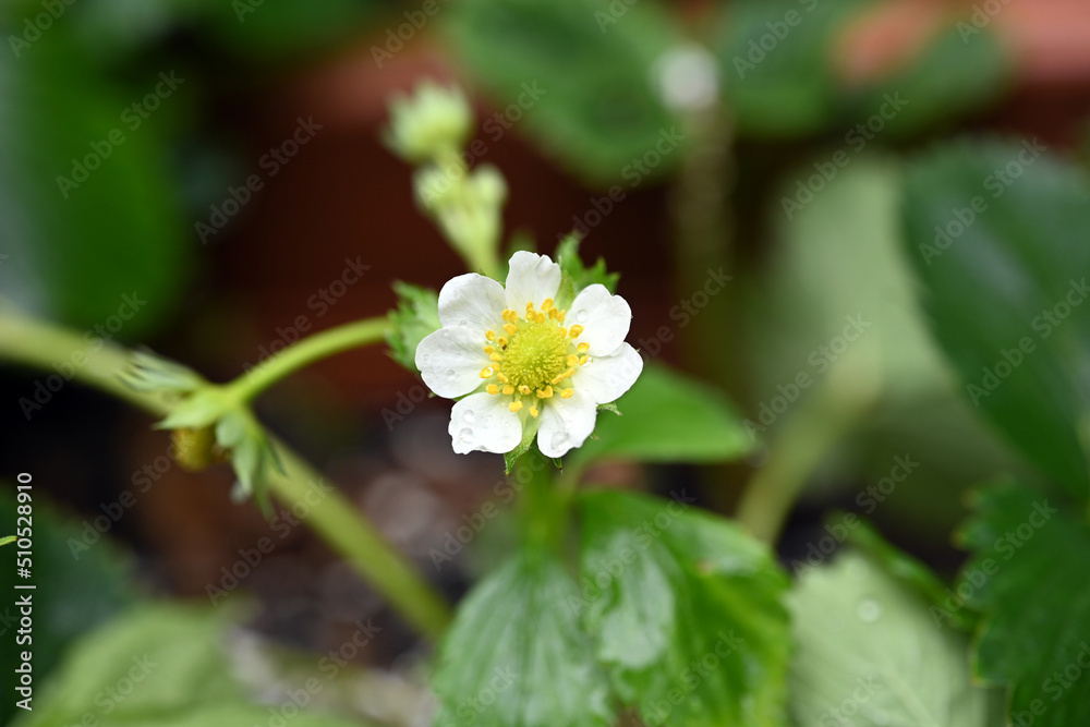 white flower in the park white flower in the park