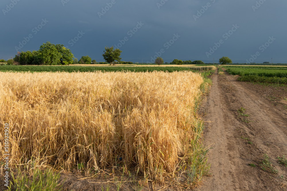 Countryside landscape wheat field in summer with dark stormy clouds in region Voivodina, Serbia.