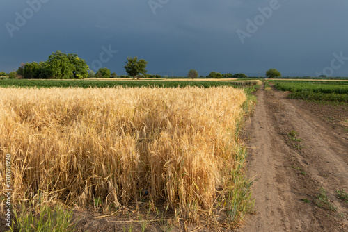 Countryside landscape wheat field in summer with dark stormy clouds in region Voivodina  Serbia.