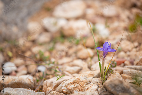 Moraea sisyrinchium or Gynandriris sisyrinchium, also known as barbary nut. Wild small irises. Easily found in Turkey, Mediterranean region.