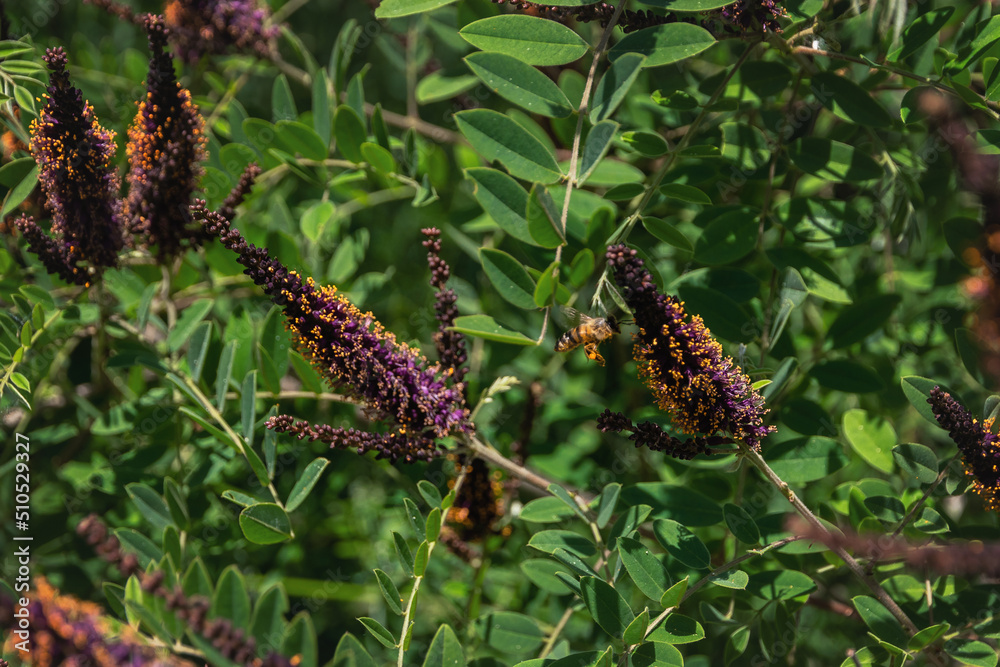 Amorpha shrub (Latin Amorpha fruticosa) is a deciduous shrub. Honey bee on the flower of Amorpha fruticosa. Close-up. Lilac flower Amorpha fruticosa.