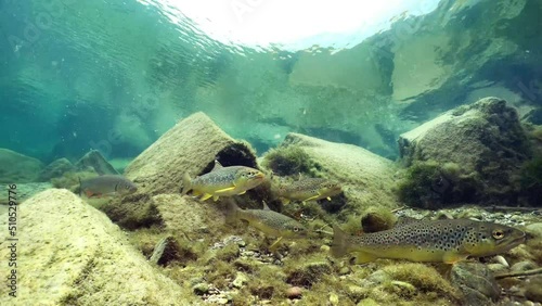 Underwater footage swimming Brown Trout. River trout underwater. Live in the river habitat. Wild trout (Salmo trutta morpha fario). Underwater mountain creek, nature light. 