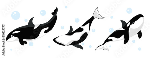 Vector illustration of cute and beautiful killer whales on white background. Charming characters in different poses from below , side view and interesting looks and bubbles around in cartoon style.
