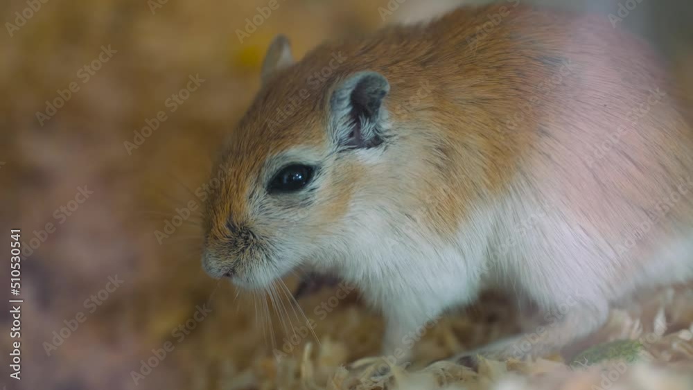 Close up view of red furry gerbil breathing heavily, static Close up view of red furry gerbil breathing heavily, static