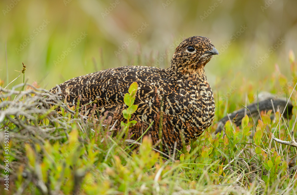 Red Grouse hen. Scientific name: Lagopus lagopus. Close up of a female Red Grouse nesting in natural moorland habitat, facing right. Clean background. Horizontal. Copy space Red Grouse hen. Scientific name: Lagopus lagopus. Close up of a female Red Grouse nesting in natural moorland habitat, facing right. Clean background. Horizontal. Copy space