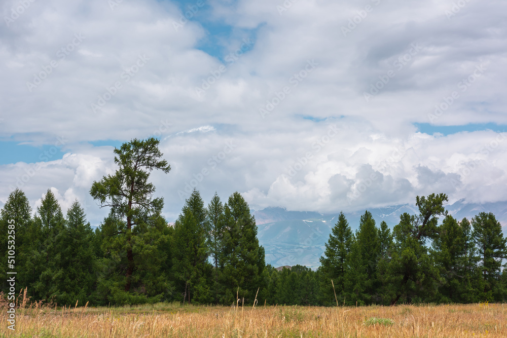 Dramatic minimalist landscape with coniferous forest in mountains under cloudy sky. Atmospheric mountain scenery with forest line in overcast. Scenic minimal view to green forest in cloudy weather. Dramatic minimalist landscape with coniferous forest in mountains under cloudy sky. Atmospheric mountain scenery with forest line in overcast. Scenic minimal view to green forest in cloudy weather.