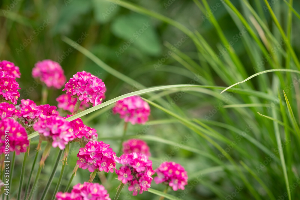 Meadow flowers on green blurred background. Pink wild Allium petals with fresh grass and herbs, summer and spring blooming field or forest. Sunny, romantic, juicy backdrop. Selective soft focus, space Meadow flowers on green blurred background. Pink wild Allium petals with fresh grass and herbs, summer and spring blooming field or forest. Sunny, romantic, juicy backdrop. Selective soft focus, space