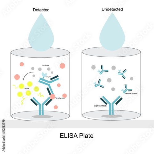 The detection result of target protein with a direct sandwich ELISA technique that interpret is detected or undetected when the signal appearing or not, after the sample dropping and finish 