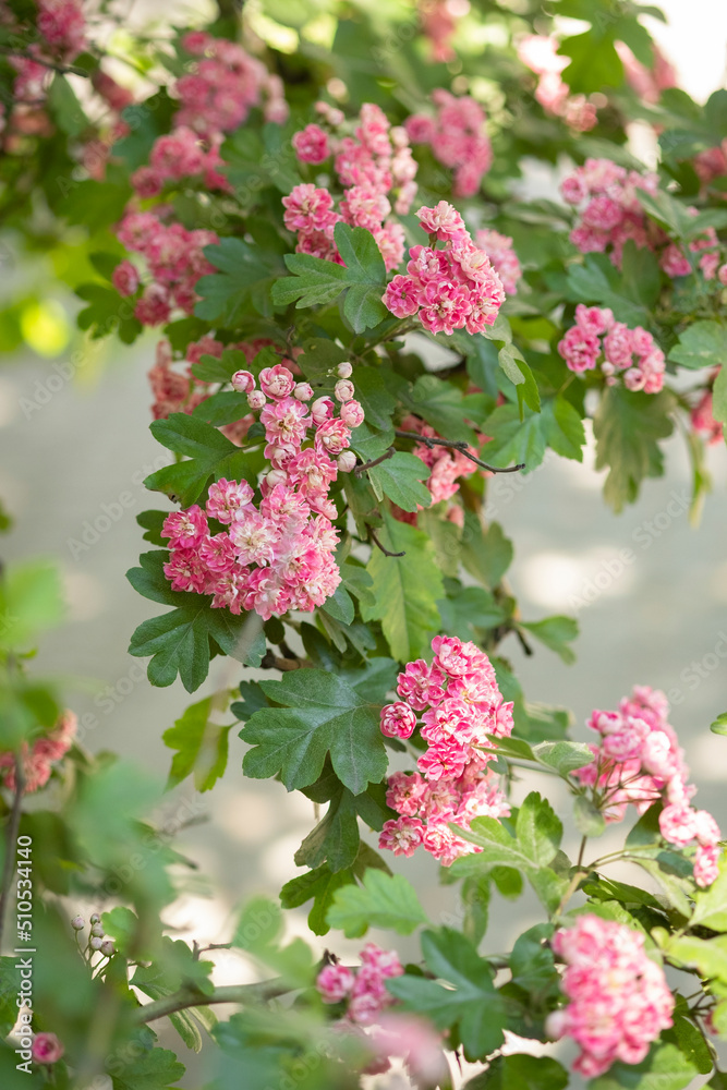 Rose blooming tree branch with blurred background. Paul's Scarlet pink flower blossom in the garden. Summer and spring nature. Beautiful, tender, romantic, artistic plant. Selective soft focus Rose blooming tree branch with blurred background. Paul's Scarlet pink flower blossom in the garden. Summer and spring nature. Beautiful, tender, romantic, artistic plant. Selective soft focus