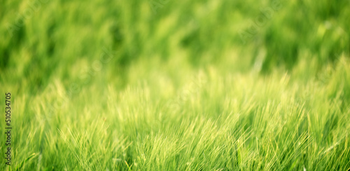 Green unripe cultivated barley (Hordeum Vulgare) field in countryside