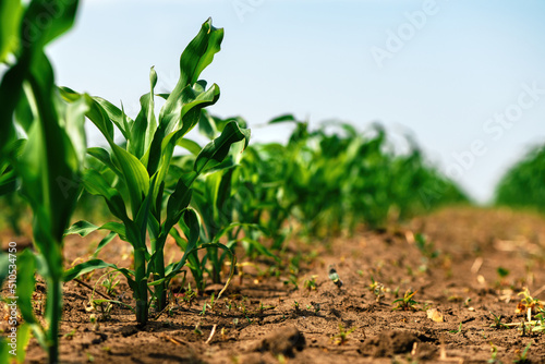 Εκτύπωση καμβά Green small corn sprouts in cultivated agricultural field, low angle view