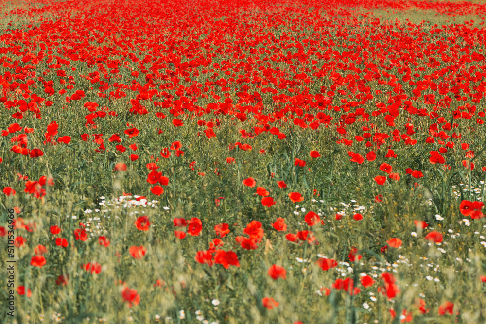 Papaver rhoeas or red poppy flower in meadow. This flowering plant is used a symbol of remembrance of the fallen soldiers.