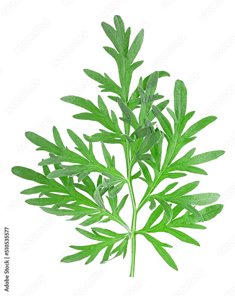 Fototapeta premium Top view of medicinal wormwood isolated on a white background. Fresh sagebrush sprig.