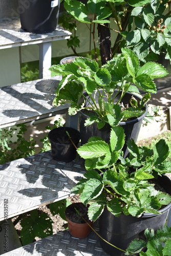 ERdbeerpflanzen, nachzucht mit sepraten Töpfen