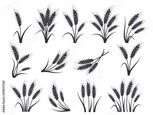 Wheat ears set in black. Oat, rye or barley spikes for design beer, bread, flour packaging. Symbols for healthy natural farming food, whole organic spikelets elements on white, vector illustration