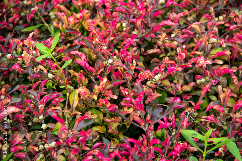 The background of the red portulaca plant in the garden