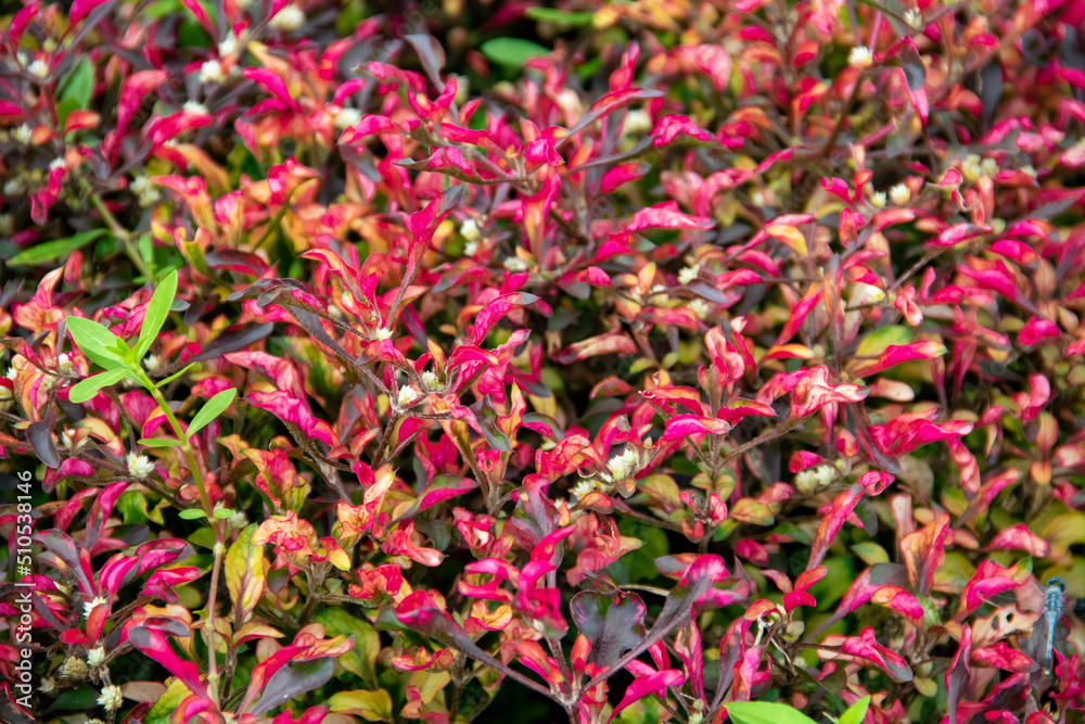 The background of the red portulaca plant in the garden