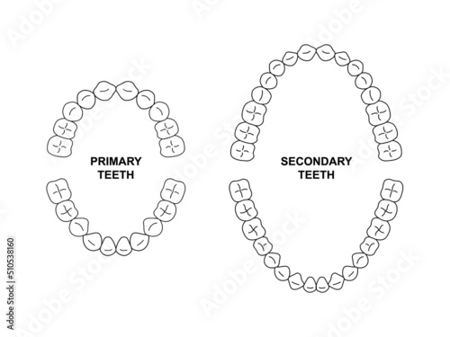 Secondary and primary teeth anatomy. Child and adult jaw illustration. Adult and child tooth arrival chart. Secondary and primary teeth silhouette