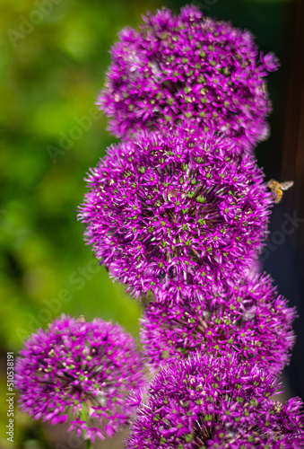 Beautiful purple flowers Allium giganteum  cultivar Globemaster.