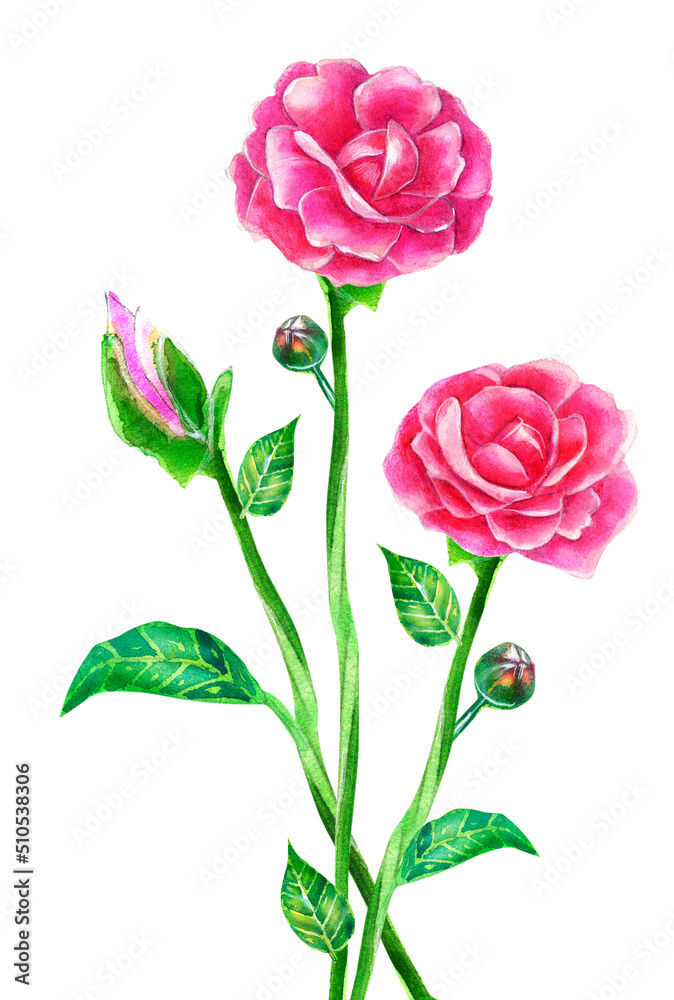 Watercolor drawing flowers rose pink closed bud