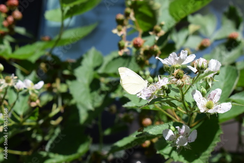 Kohlweißling auf eine Brombeerblüte photo