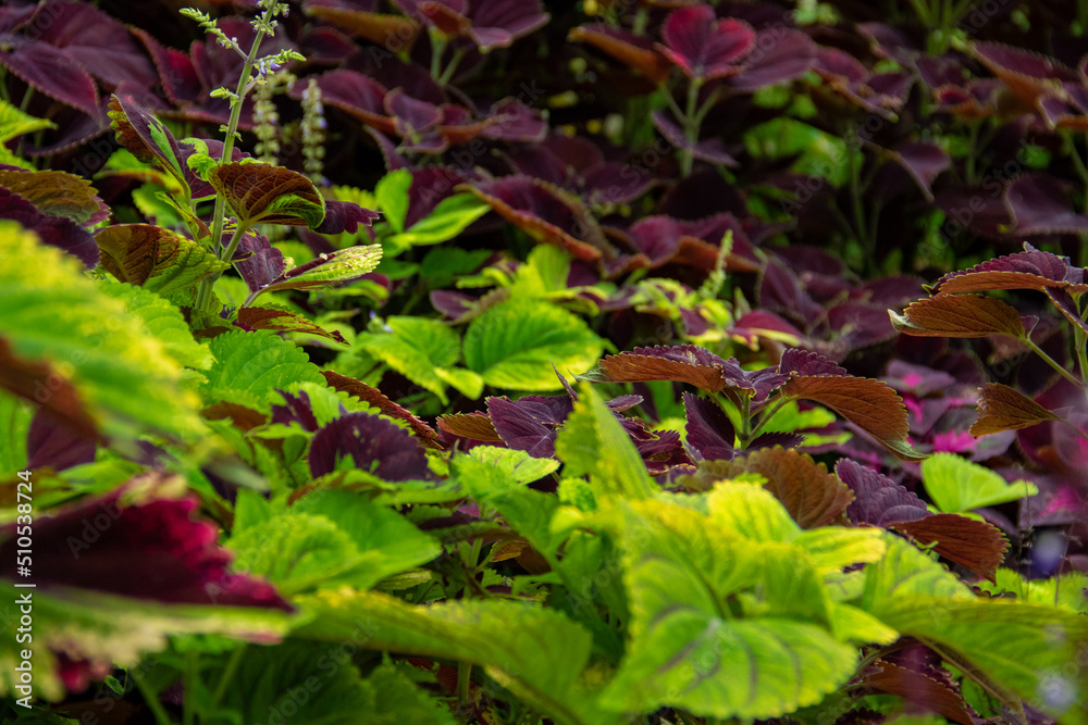 Very pretty coleus plant leaf background in green and red warna Very pretty coleus plant leaf background in green and red warna