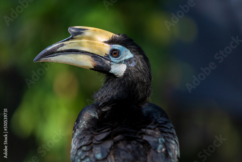 Portrait of a hornbill in profile. Bali. Indonesia
