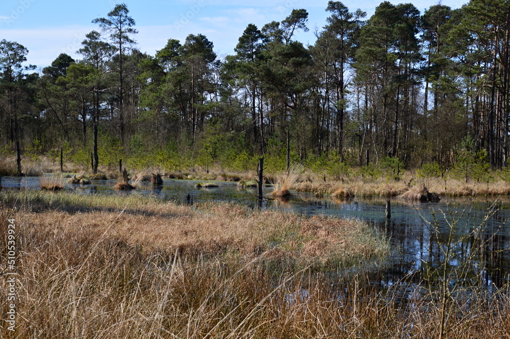 Landschaft im Frühling im Pietz Moor, Schneverdingen, Niedersachsen