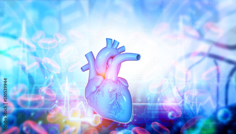 Human heart anatomy with ecg graph. 3d illustration. Stock Illustration ...
