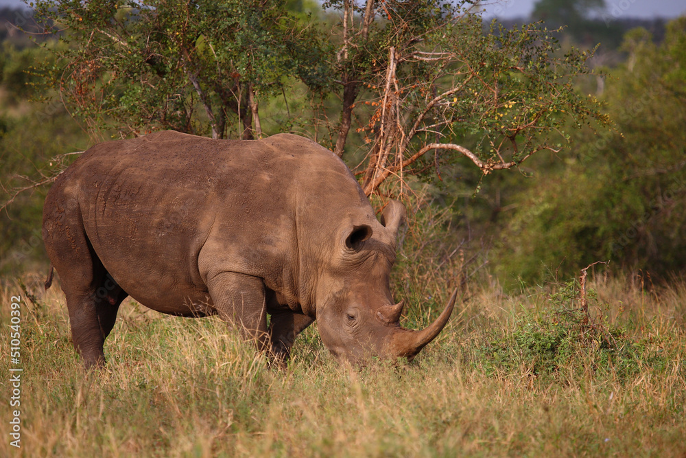 Fototapeta premium Breitmaulnashorn / Square-lipped rhinoceros / Ceratotherium simum