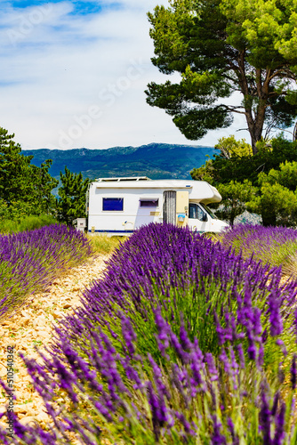 Fototapeta Caravan camping at lavender field, France
