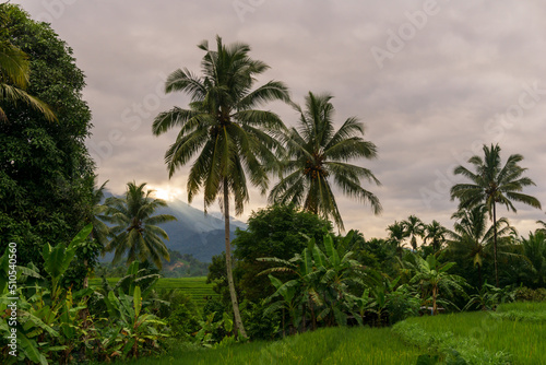 street view in green rice fields and coconut trees