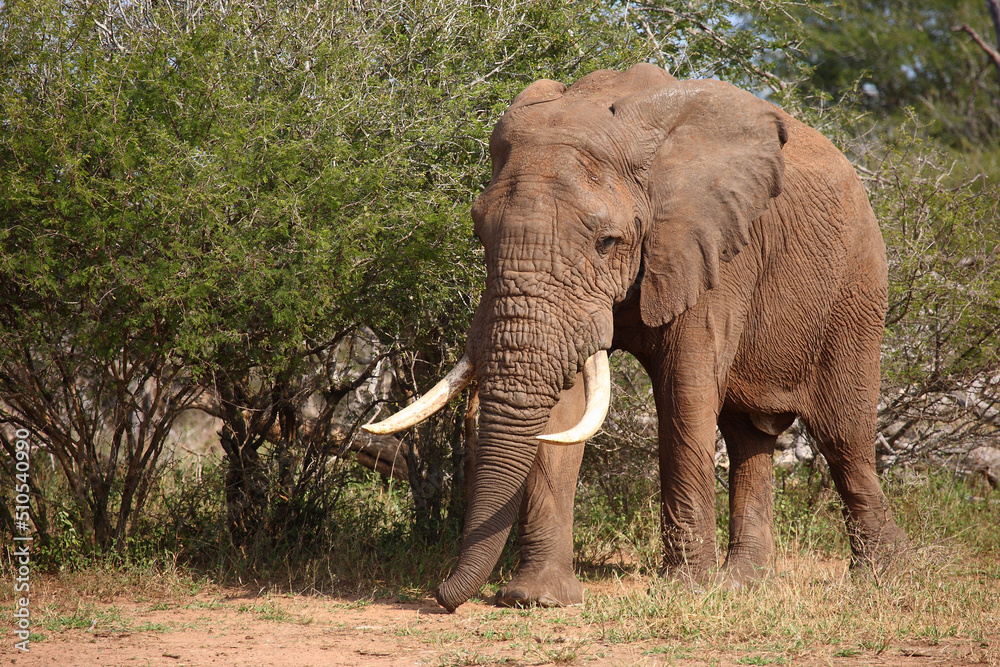 Afrikanischer Elefant / African elephant / Loxodonta africana