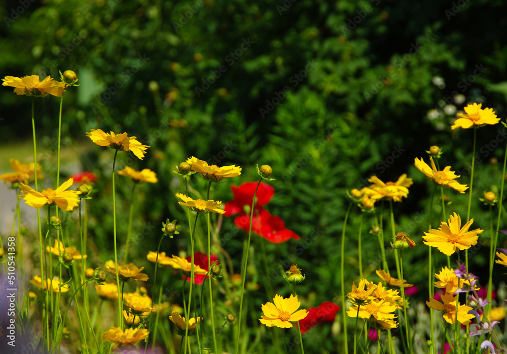 Yellow and red flowers grow in the garden.