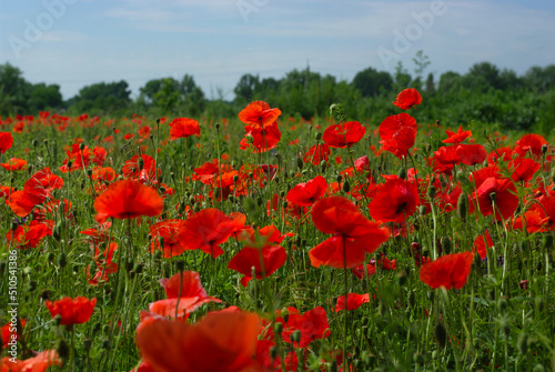 There is a field of red poppies.