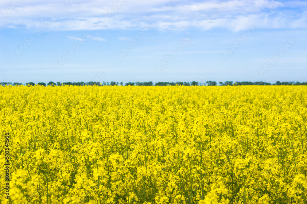 Rapeseed field on a sunny spring day. Rapeseed field on a sunny spring day.