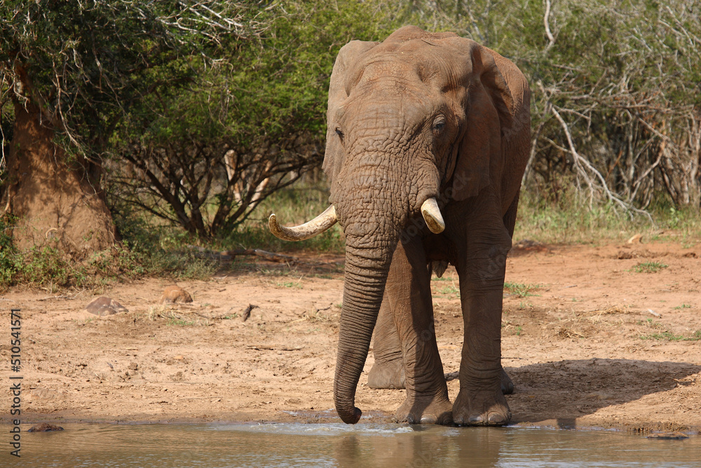 Obraz premium Afrikanischer Elefant / African elephant / Loxodonta africana