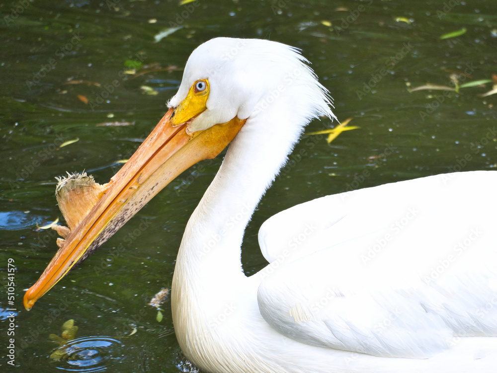 Pelican swimming in water. White plumage, large beak, in a large marine bird Pelican swimming in water. White plumage, large beak, in a large marine bird