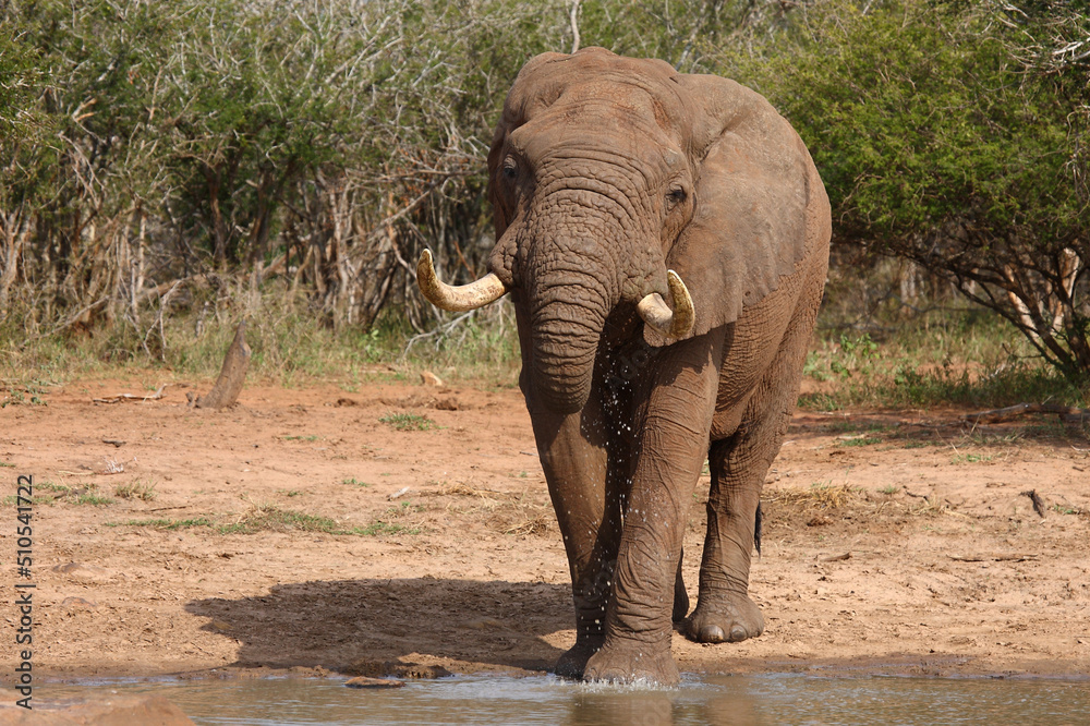 Obraz premium Afrikanischer Elefant / African elephant / Loxodonta africana