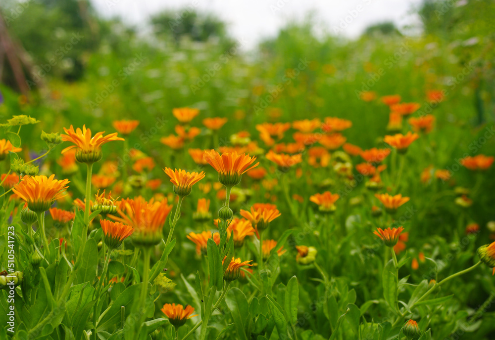 There are calendula flowers in the kitchen garden.