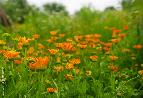 There are calendula flowers in the kitchen garden.