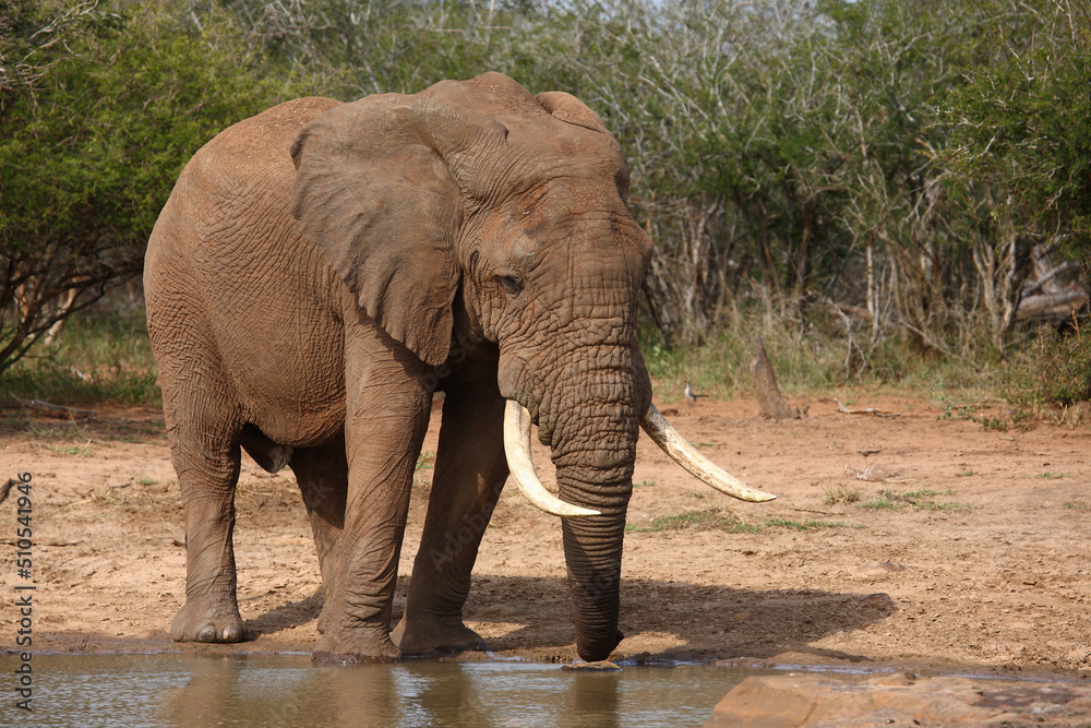 Fototapeta premium Afrikanischer Elefant / African elephant / Loxodonta africana