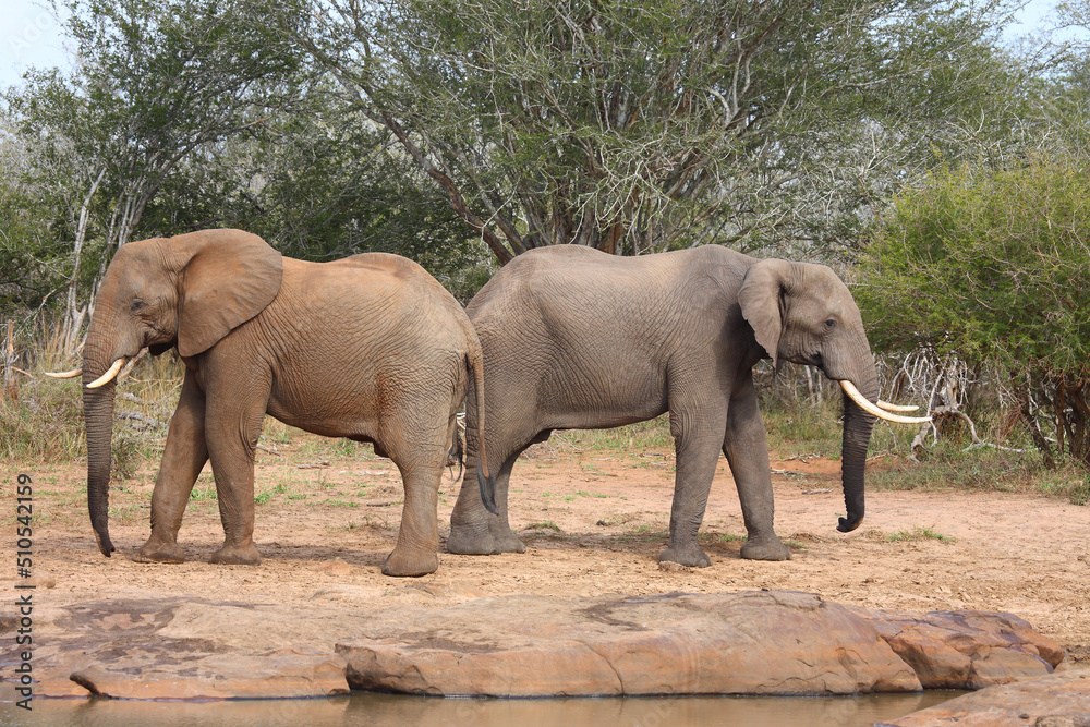 Afrikanischer Elefant / African elephant / Loxodonta africana