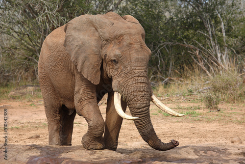 Afrikanischer Elefant   African elephant   Loxodonta africana