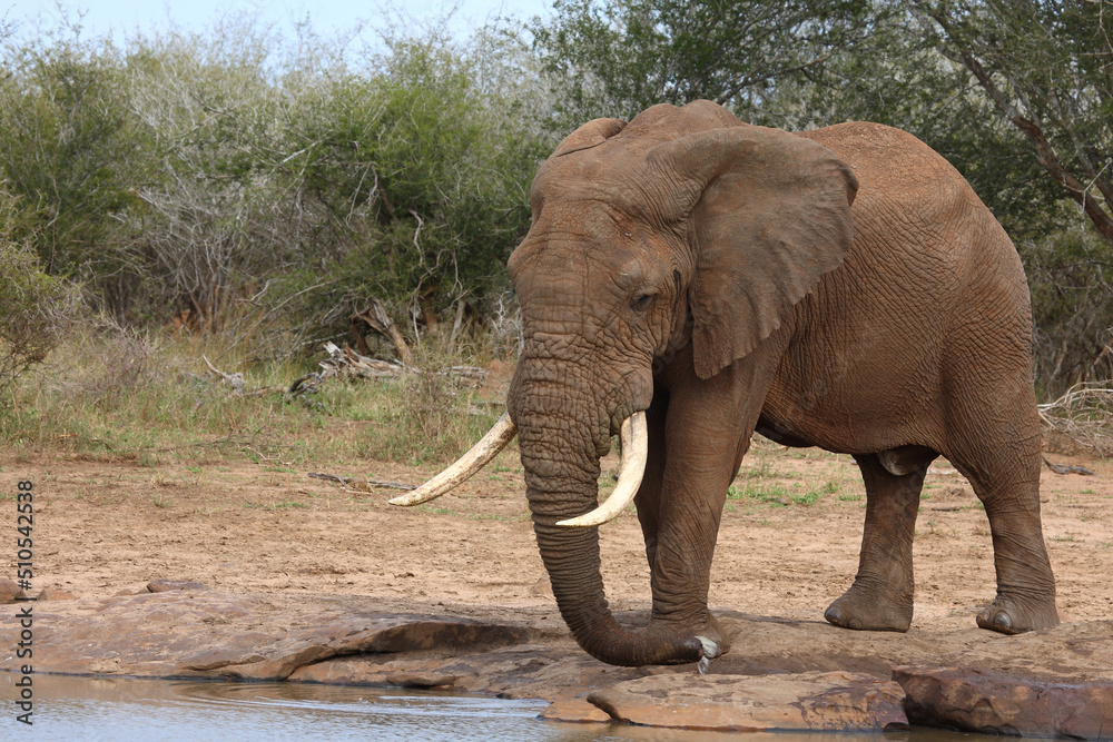 Fototapeta premium Afrikanischer Elefant / African elephant / Loxodonta africana