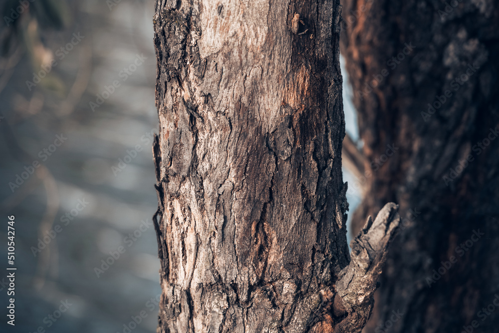 gumtree bark gumtree bark