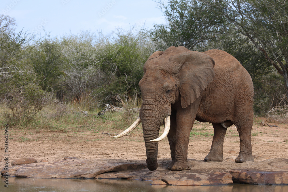 Afrikanischer Elefant / African elephant / Loxodonta africana